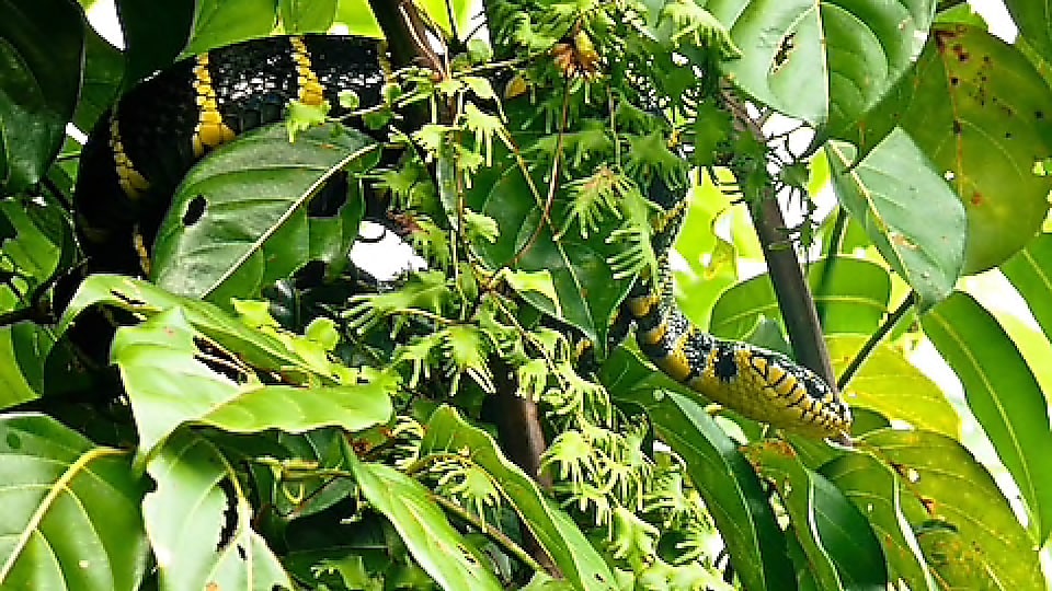 Schwarz-gelbe Schlange in Regenwald
