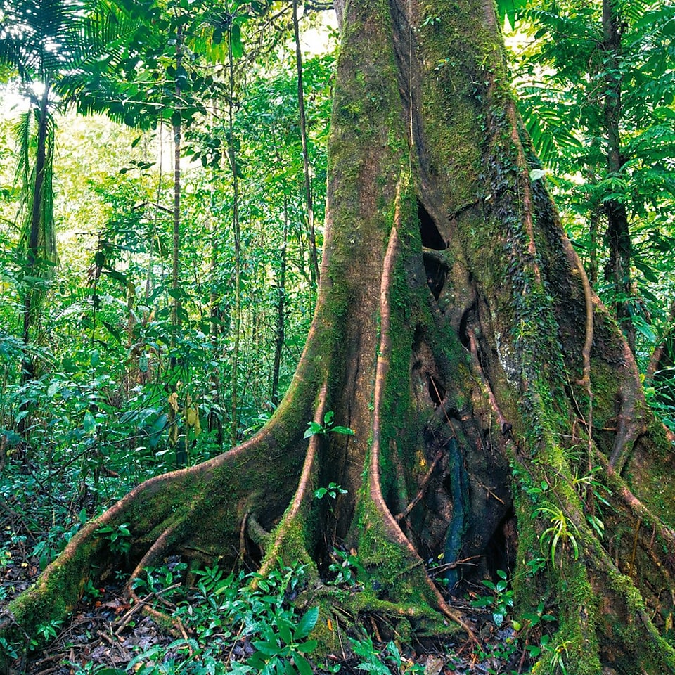 Der Bildausschnitt zeigt einen Baumstamm im Nationalpark Cordillera Azul.