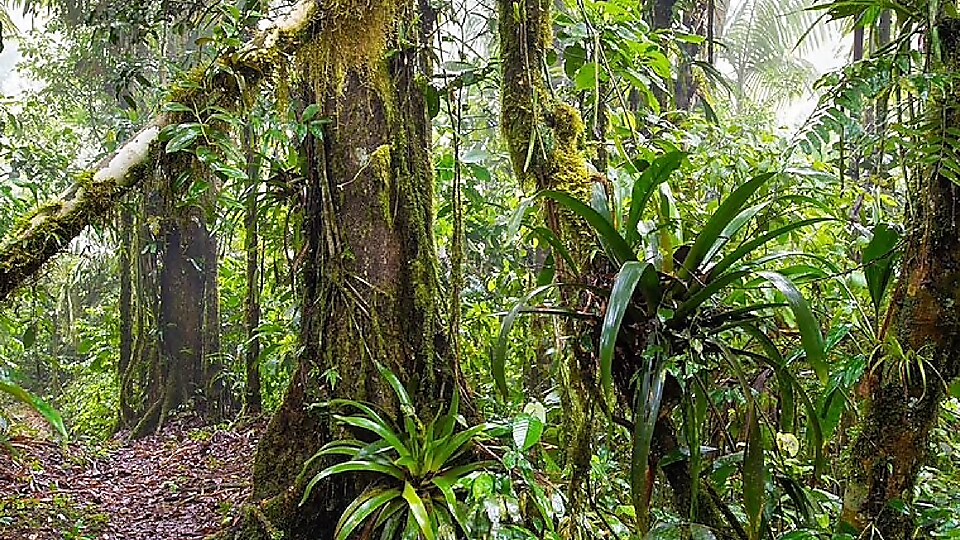 Regenwald - Bäume