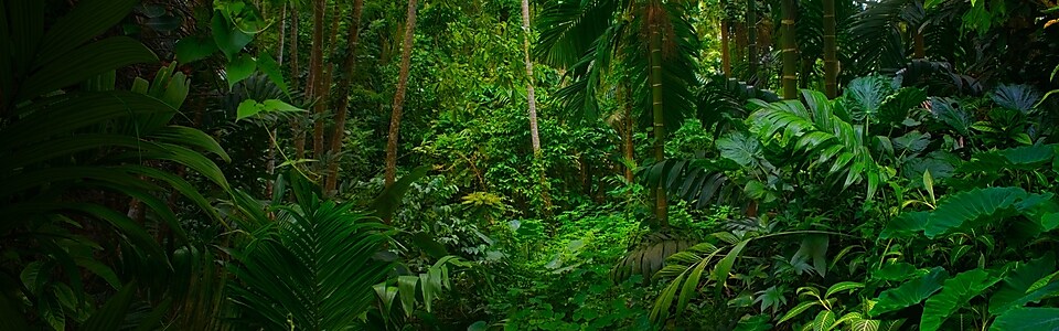 Regenwald - Dschungel