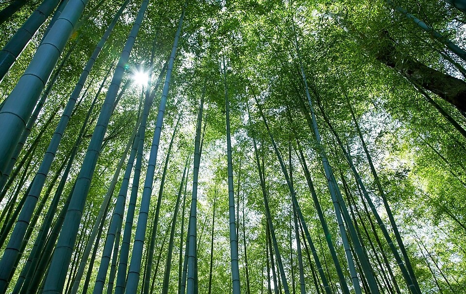 Blick von unten auf die Bambusbäume
